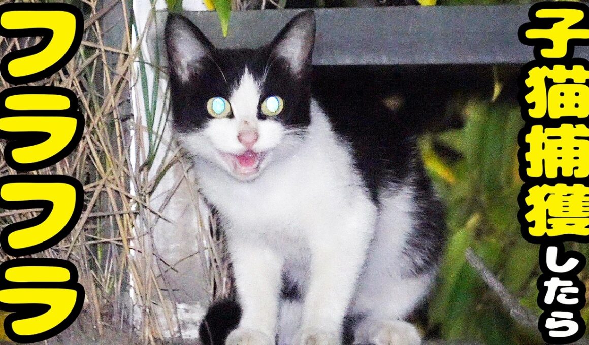 子猫を捕獲したらフラフラになった理由とは？さくらねこへのエサやり ミニーちゃん【視聴だけでも猫を助けることになります】支援者様 視聴者様 猫たちに神のご加護を！野良猫の感動猫動画