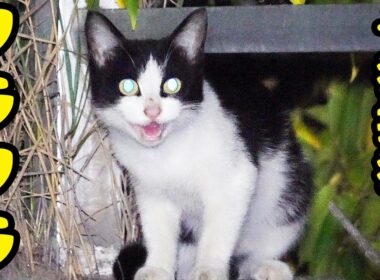 子猫を捕獲したらフラフラになった理由とは？さくらねこへのエサやり ミニーちゃん【視聴だけでも猫を助けることになります】支援者様 視聴者様 猫たちに神のご加護を！野良猫の感動猫動画