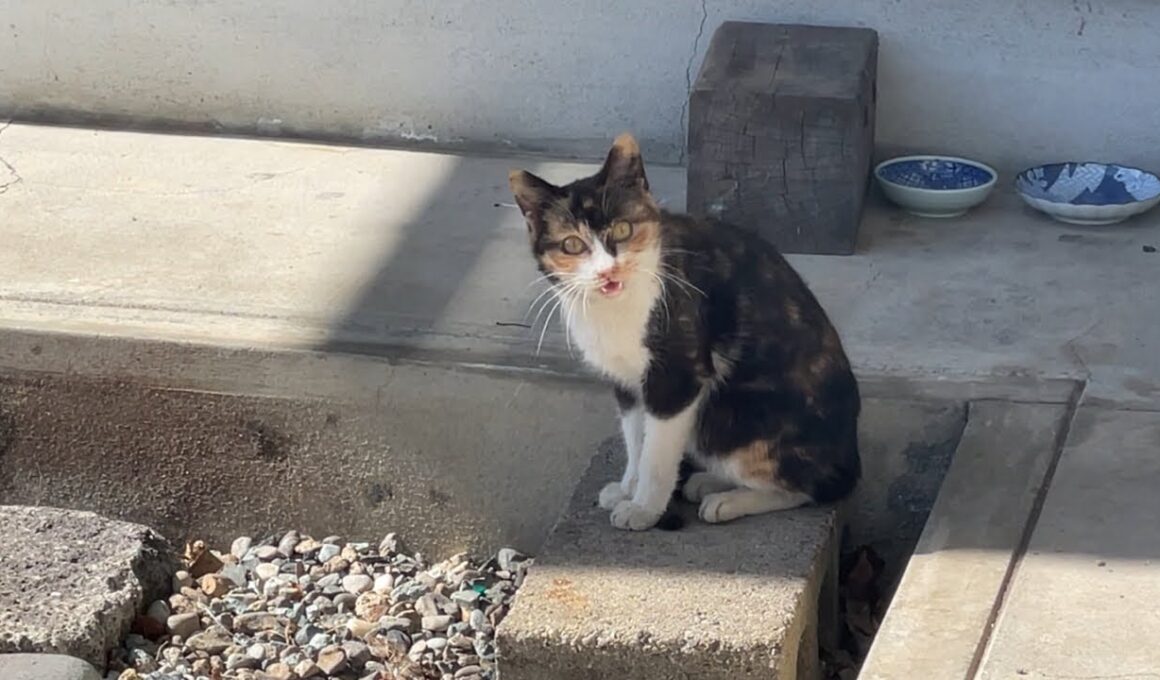 今日保護したばかりの子猫の部屋から生配信