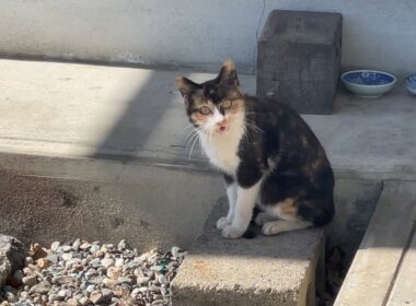 今日保護したばかりの子猫の部屋から生配信