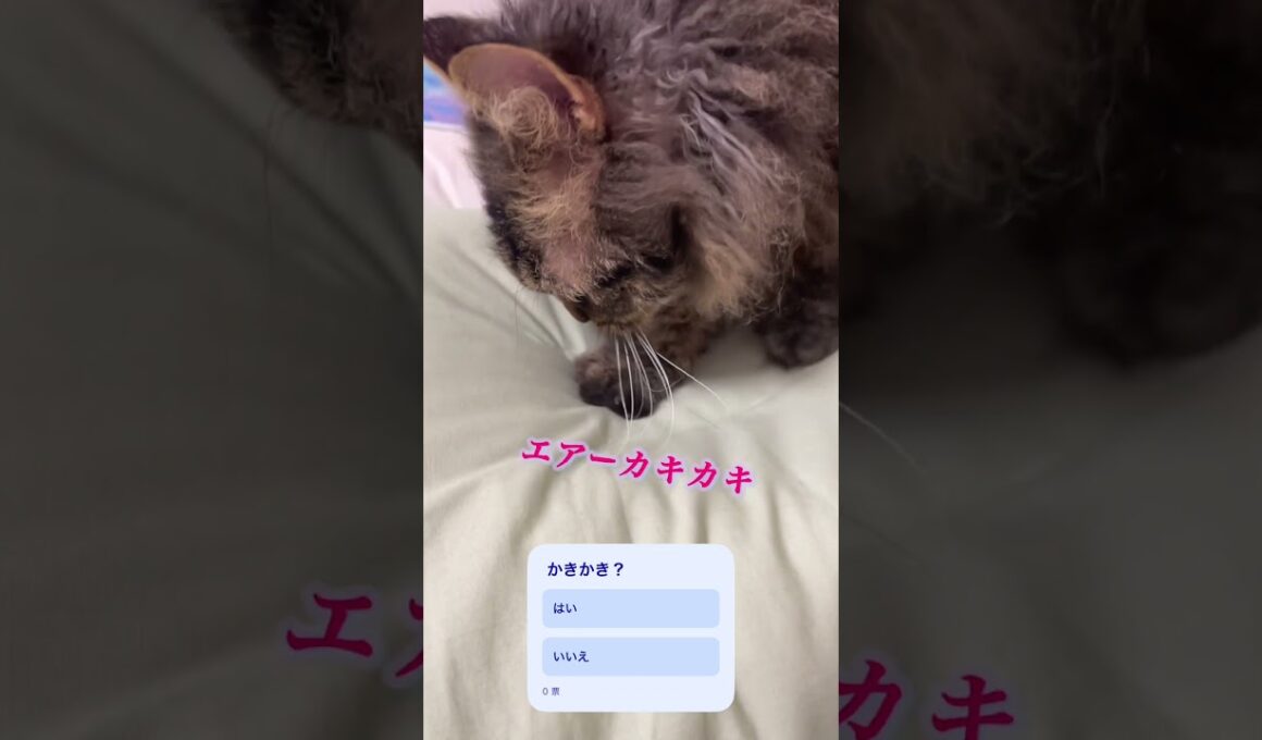 猫くうちゃんのエアーカキカキ？ふみふみ？ #スクーカム #cat #ねこすきさんと繋がりたい #猫