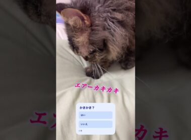 猫くうちゃんのエアーカキカキ？ふみふみ？ #スクーカム #cat #ねこすきさんと繋がりたい #猫