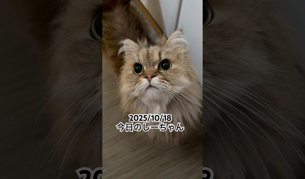 2025/10/18今日のしーちゃん #猫 #ペルシャ #シエル #cat #猫のいる暮らし