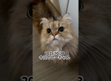 2025/10/18今日のしーちゃん #猫 #ペルシャ #シエル #cat #猫のいる暮らし