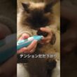 不満げにハミ毛カットされる猫　#ヒマラヤン #ねこ　#猫　#甘えん坊　#長毛種　#cat