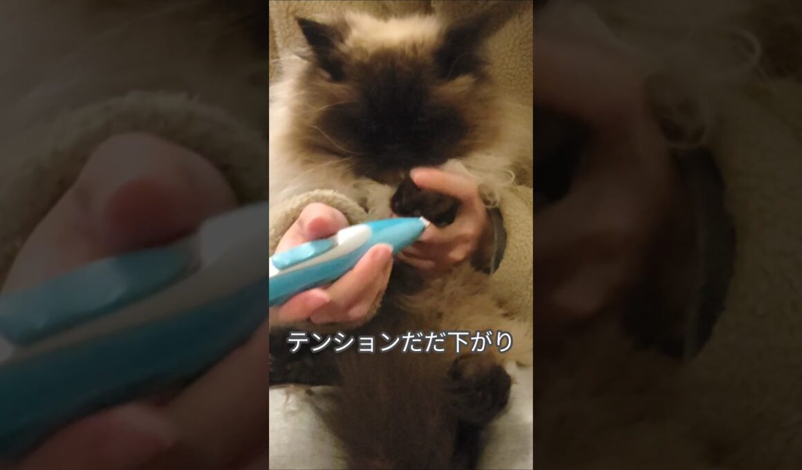 不満げにハミ毛カットされる猫　#ヒマラヤン #ねこ　#猫　#甘えん坊　#長毛種　#cat