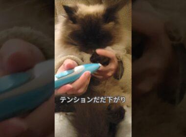 不満げにハミ毛カットされる猫　#ヒマラヤン #ねこ　#猫　#甘えん坊　#長毛種　#cat