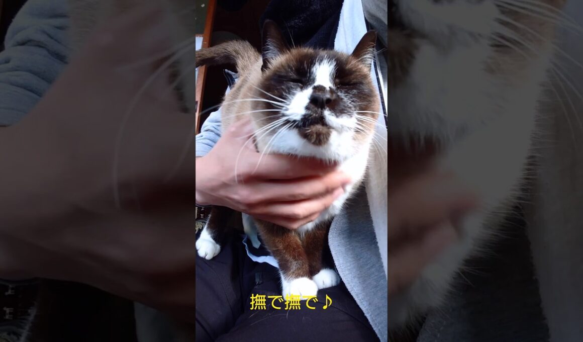 甘えるシャム猫さん🐈️♥️#猫 #ねこ #cat #Shorts