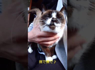 甘えるシャム猫さん🐈️♥️#猫 #ねこ #cat #Shorts