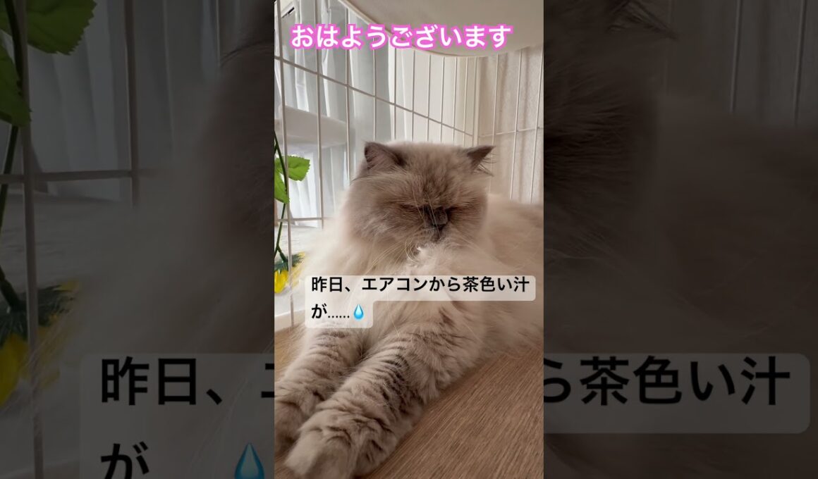 エアコンから茶色い汁、、、🥺🥺ヒマラヤンのマーベル🐈🐾 #cat #猫のいる暮らし #ねこ #song #shorts