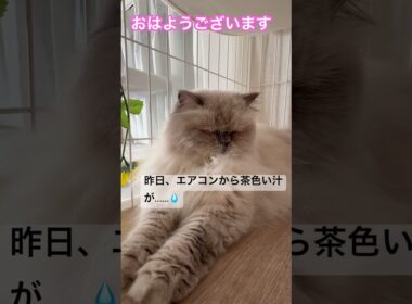 エアコンから茶色い汁、、、🥺🥺ヒマラヤンのマーベル🐈🐾 #cat #猫のいる暮らし #ねこ #song #shorts