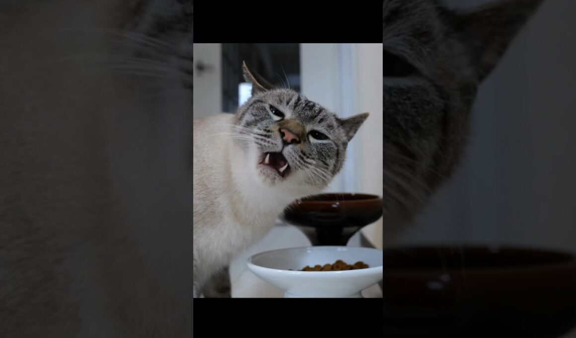 絶対わざとやってるよね？