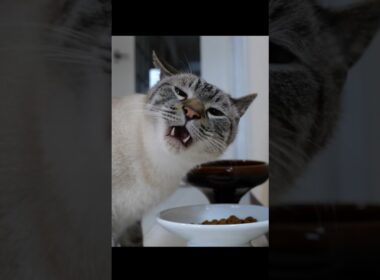 絶対わざとやってるよね？