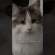 圧強め食いしん坊くん#shorts #cat #猫 #ノルウェージャンフォレストキャット