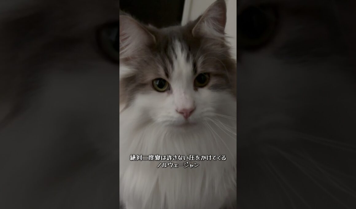 圧強め食いしん坊くん#shorts #cat #猫 #ノルウェージャンフォレストキャット