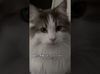 圧強め食いしん坊くん#shorts #cat #猫 #ノルウェージャンフォレストキャット