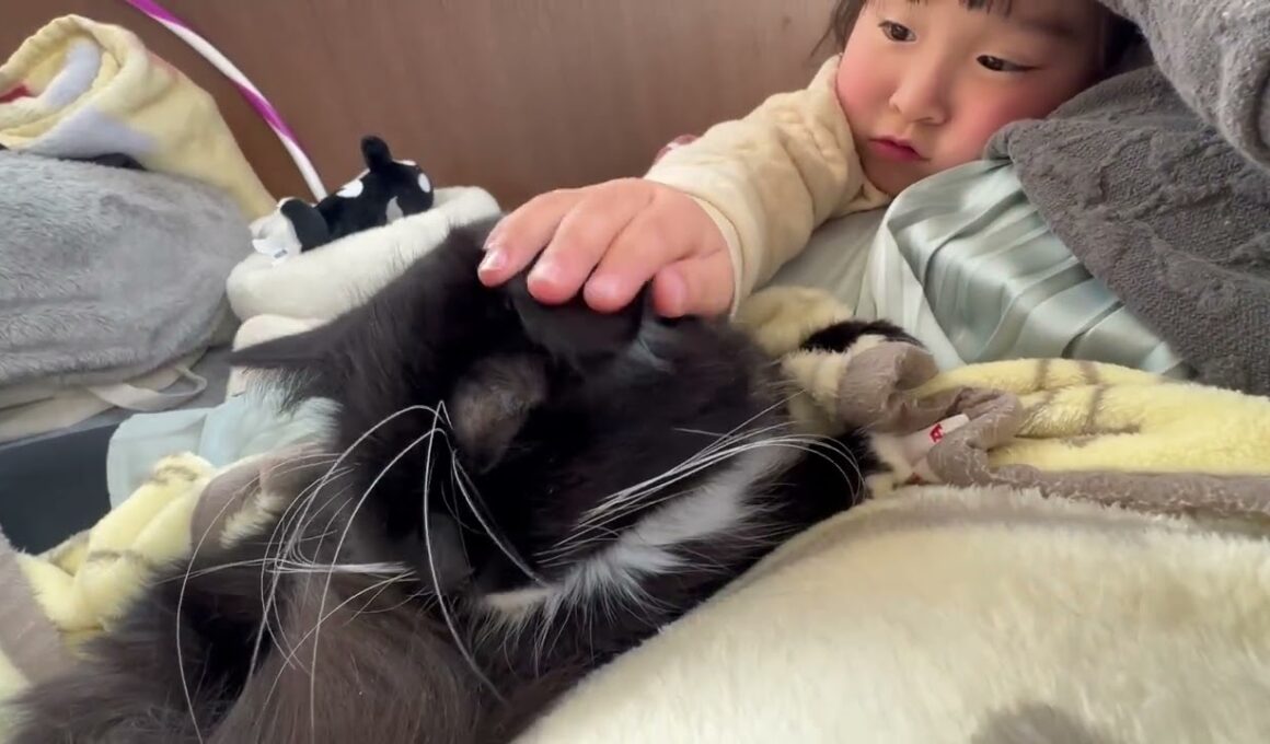 色んな意味で強い猫　ラガマフィンStrong cat. Ragamuffin