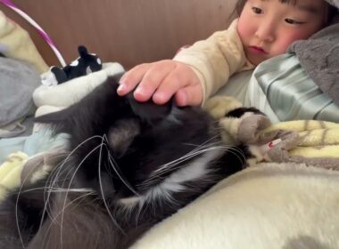 色んな意味で強い猫　ラガマフィンStrong cat. Ragamuffin