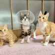 緊急保護した子猫たちの今後について。