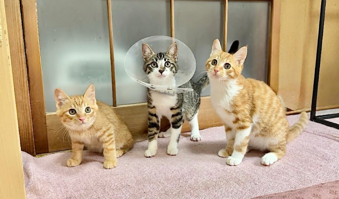 緊急保護した子猫たちの今後について。