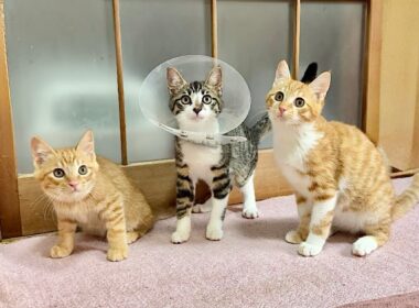緊急保護した子猫たちの今後について。