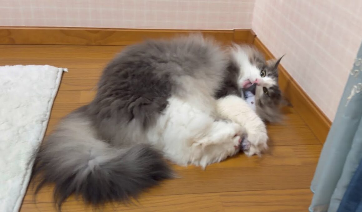 【癒し♪】おっとりマイペースなショーヘイに一体何がwwwノルウェージャンフォレストキャットとターキッシュアンゴラ