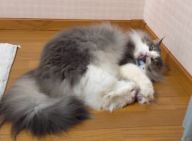 【癒し♪】おっとりマイペースなショーヘイに一体何がwwwノルウェージャンフォレストキャットとターキッシュアンゴラ