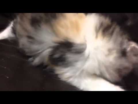 6/22産 スコ キャリコロング 折れ耳メス