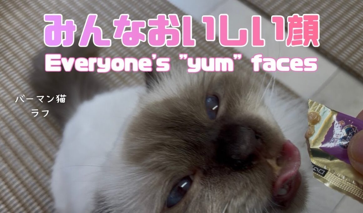 バーマン猫ラフとウリとガブ【みんなおいしい顔】Everyone's "yum" faces（バーマン猫）Birman/Cat