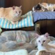 黒猫くーが眠る布団の近くで、くつろぐシャムの雫、ミヌエットのクリーム、三毛猫ミックス。キジシロのルルは、遊び足りずに