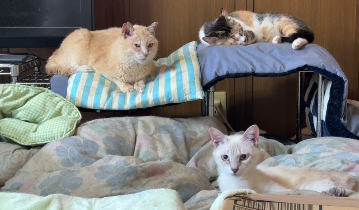 黒猫くーが眠る布団の近くで、くつろぐシャムの雫、ミヌエットのクリーム、三毛猫ミックス。キジシロのルルは、遊び足りずに