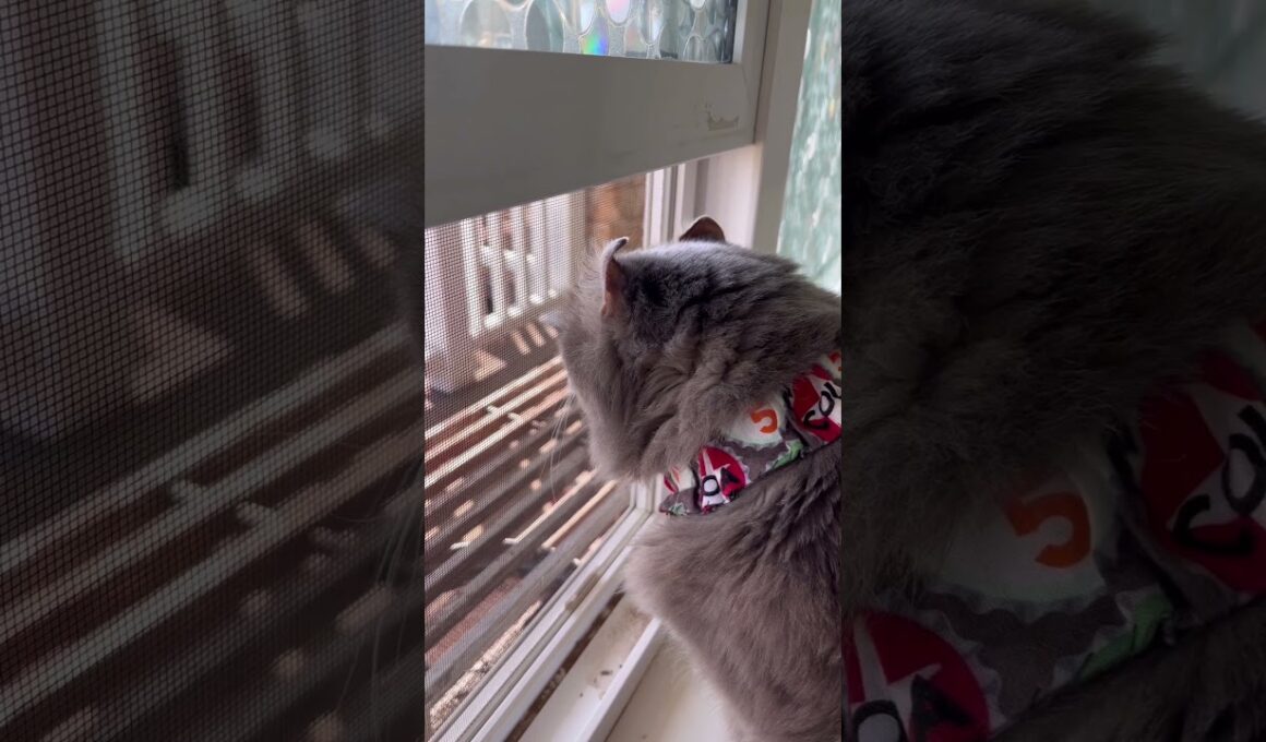 風を感じる #ねこ動画 #アメリカンカール