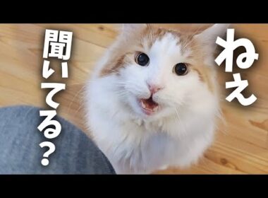 パパにだけ過激派な猫がこちらです