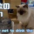 バーマン猫ラフ【不飲の誓い】A vow not to drink the water（バーマン猫）Birman/Cat