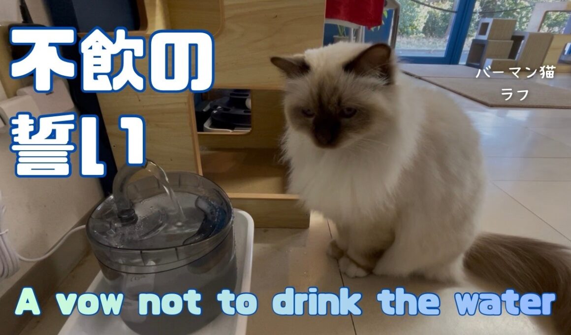 バーマン猫ラフ【不飲の誓い】A vow not to drink the water（バーマン猫）Birman/Cat