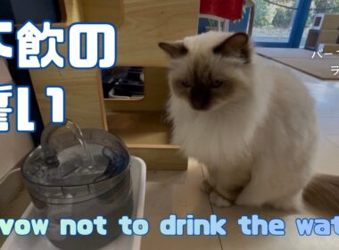 バーマン猫ラフ【不飲の誓い】A vow not to drink the water（バーマン猫）Birman/Cat