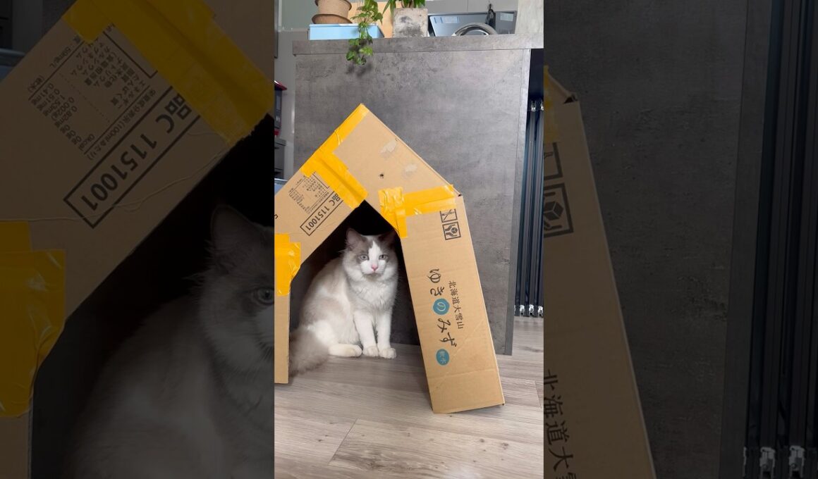 猫転送装置 #ラグドール #猫のいる暮らし #cat