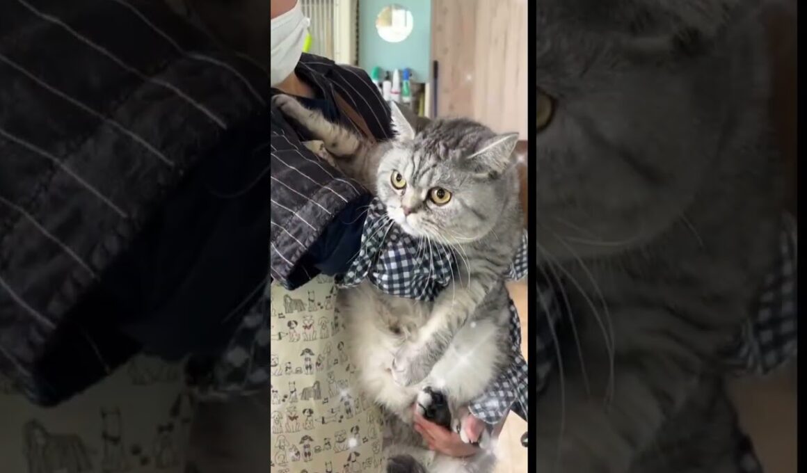 爪切り＋ブラッシングコースご利用☆ブリティッシュショートヘアー　てんちゃん #猫のいる暮らし #短毛  #cat