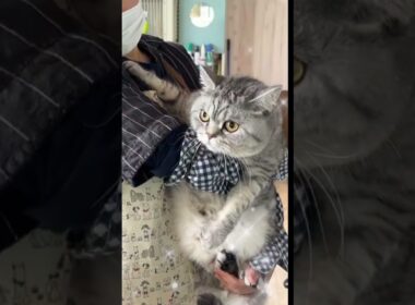 爪切り＋ブラッシングコースご利用☆ブリティッシュショートヘアー　てんちゃん #猫のいる暮らし #短毛  #cat