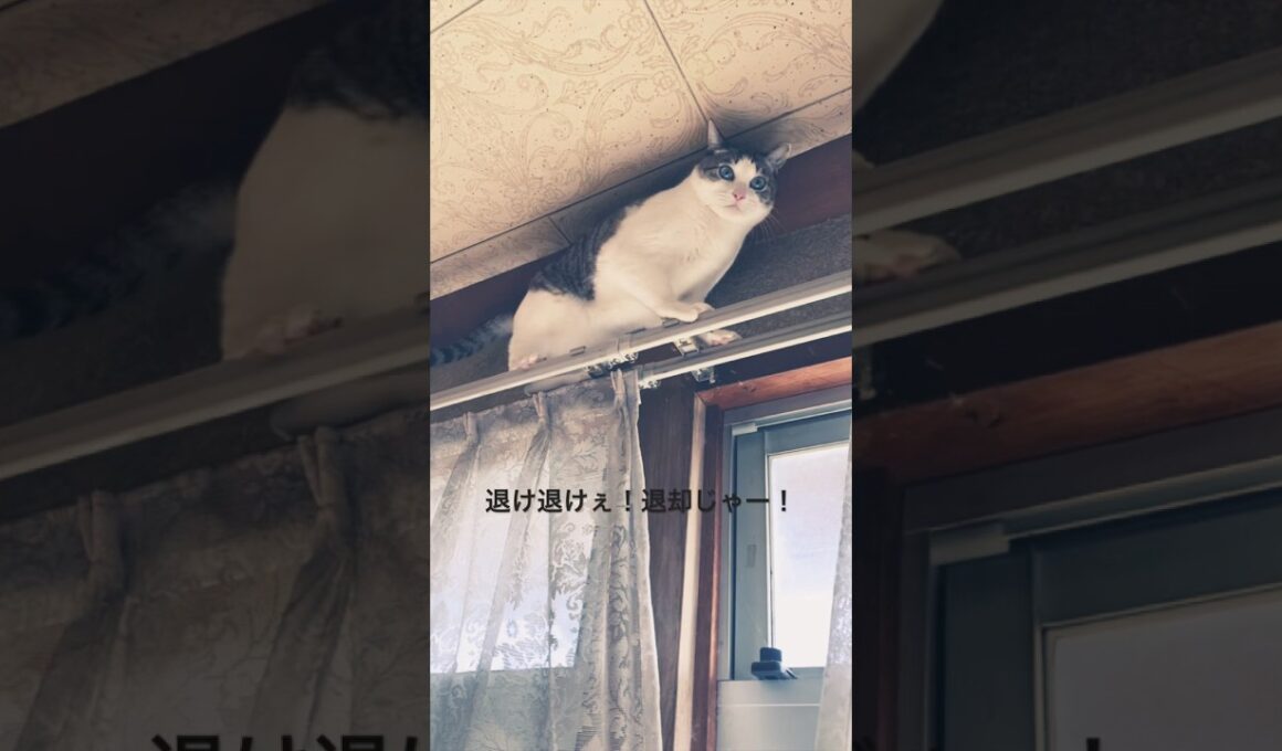 カーテンレールの上をひき返すネコ #ねこ #子猫 #保護猫
