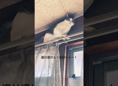 カーテンレールの上をひき返すネコ #ねこ #子猫 #保護猫