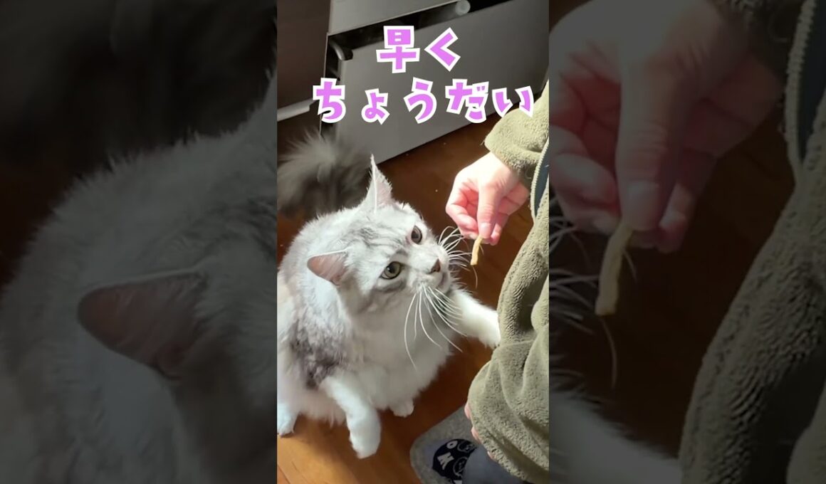 おやつを催促する大型猫の鳴き声メインクーン#short