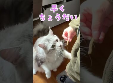 おやつを催促する大型猫の鳴き声メインクーン#short
