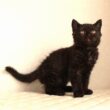 セルカークレックス子猫　Selkirk Rex　2025.12.4産まれ　　ブラック　黒猫　巻き毛　男の子　シーダキャット猫のお店