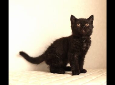 セルカークレックス子猫　Selkirk Rex　2025.12.4産まれ　　ブラック　黒猫　巻き毛　男の子　シーダキャット猫のお店