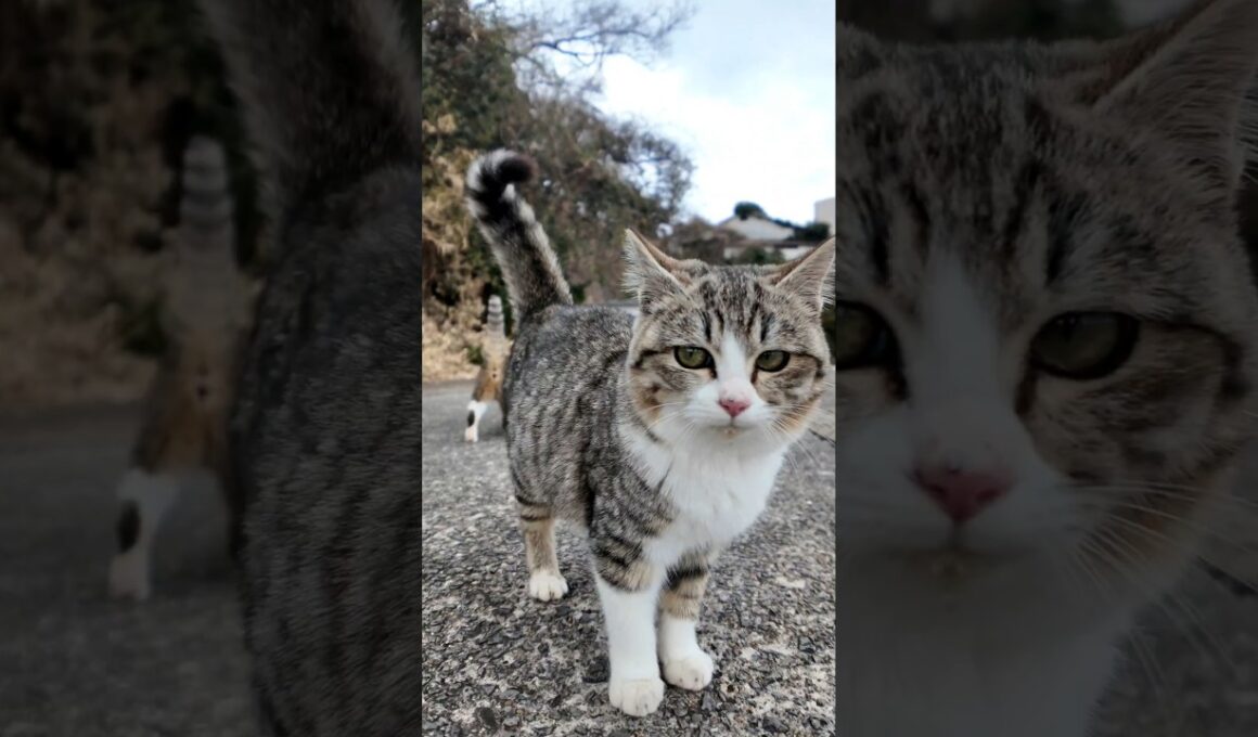 子猫駆け寄って来た!