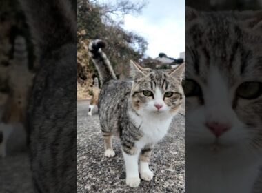 子猫駆け寄って来た!