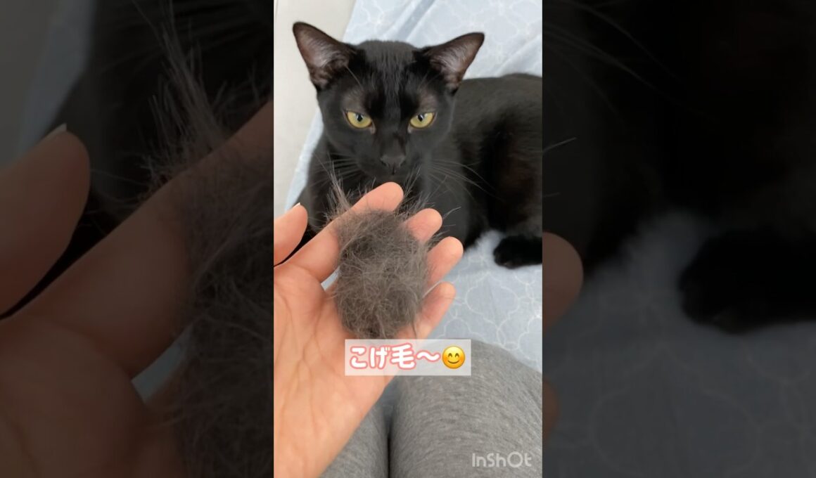 換毛期🐈‍⬛黒猫ボンベイ　#cat #ねこ #ねこのいる暮らし #ねこのいる生活 #ねこ動画 #猫 #猫好きさんと繋がりたい #かわいい #甘えん坊 #癒やし