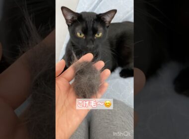 換毛期🐈‍⬛黒猫ボンベイ　#cat #ねこ #ねこのいる暮らし #ねこのいる生活 #ねこ動画 #猫 #猫好きさんと繋がりたい #かわいい #甘えん坊 #癒やし