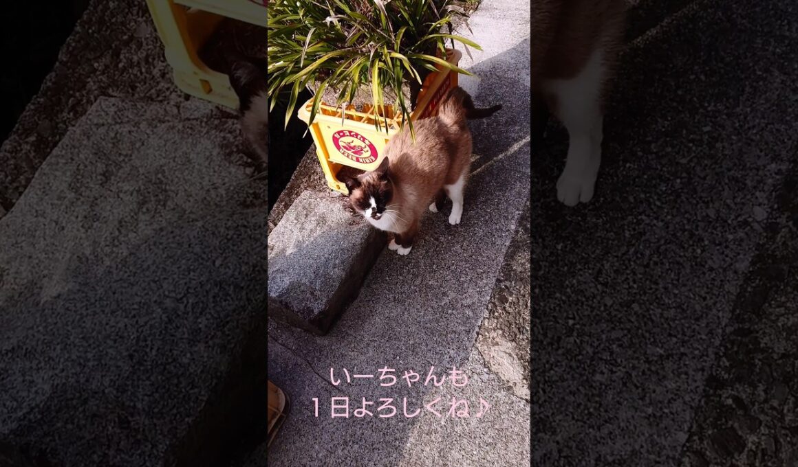 シャム猫さんと探索🚶‍♂️#猫 #ねこ #cat #Shorts